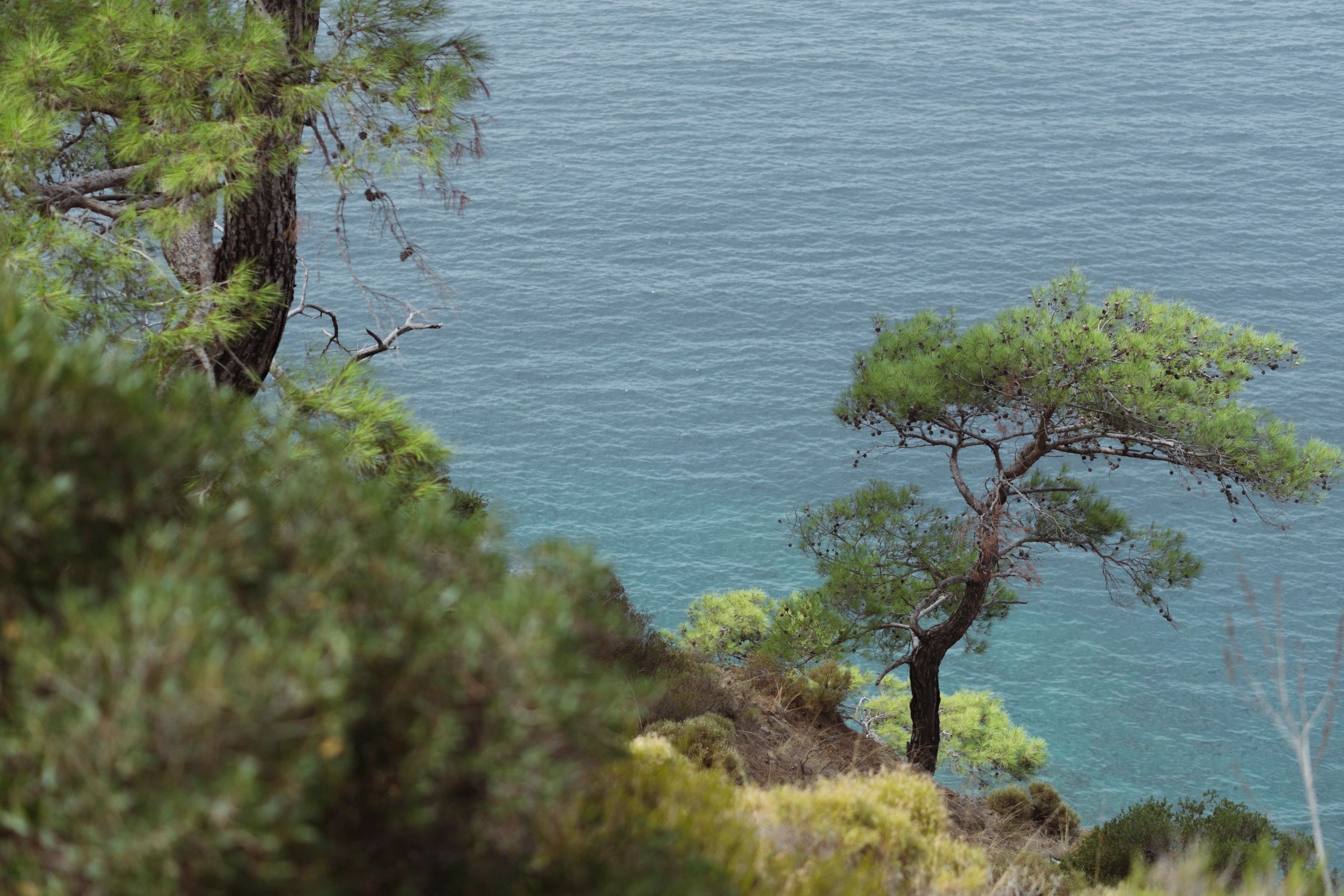 Sea view through greenery in Fethiye