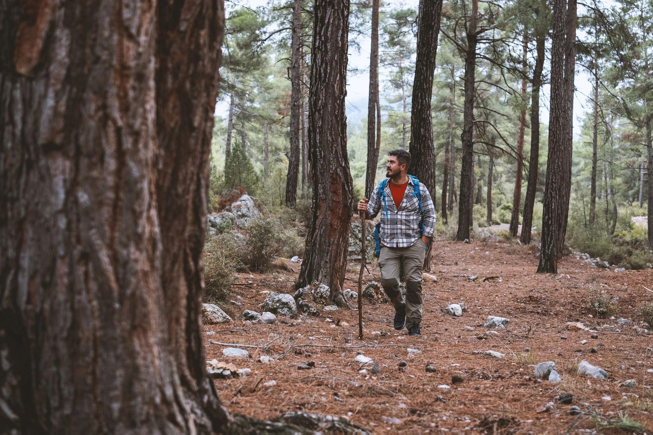 Hiker walking through a forest trail